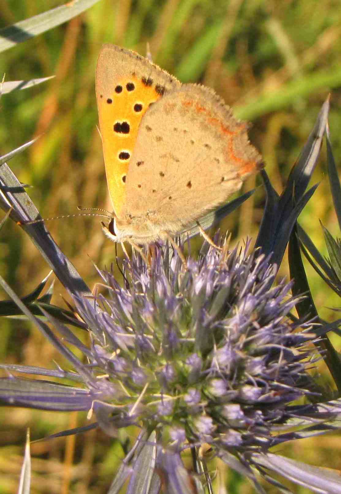 lycaena phlaeas?